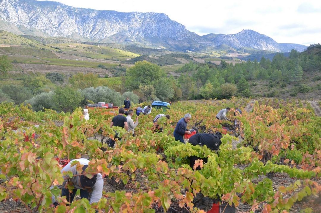 picking_season_at_domaine_of_the_bee