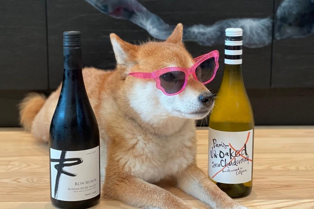 Shiba the Sommelier