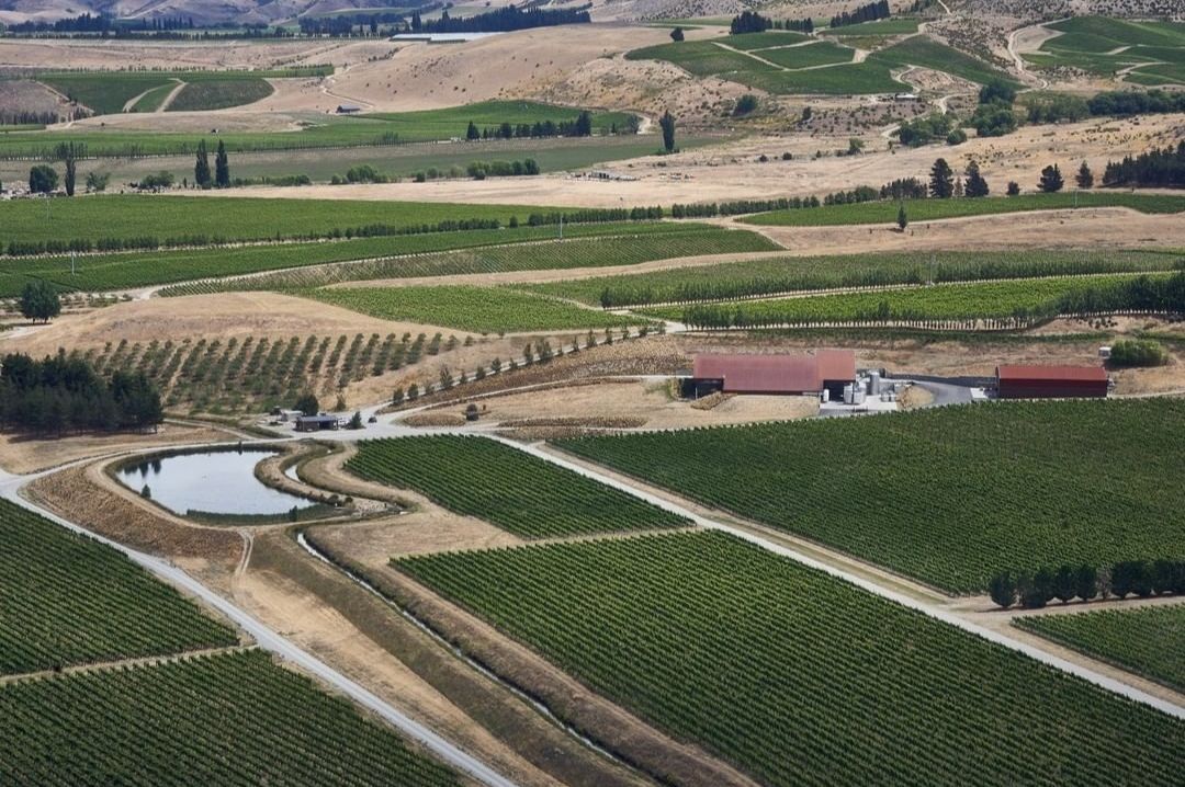 Amisfield single estate vineyard in Otago.